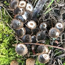 Attēlu rezultāti vaicājumam “Cyathus striatus”