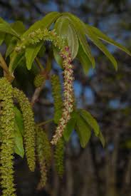 Attēlu rezultāti vaicājumam “Pterocarya fraxinifolia flower”