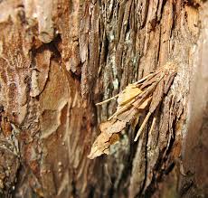 Attēlu rezultāti vaicājumam “Phalonidea permixtana”