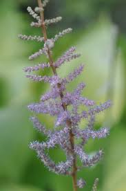 Attēlu rezultāti vaicājumam “Astilbe chinensis bud”