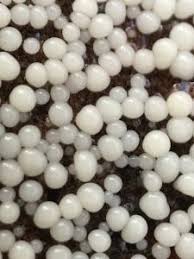 Attēlu rezultāti vaicājumam “Diderma globosum”