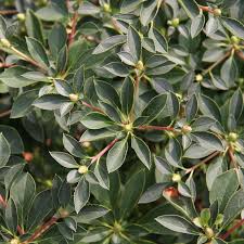 Attēlu rezultāti vaicājumam “Enkianthus campanulatus”