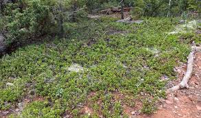 Attēlu rezultāti vaicājumam “Arctostaphylos uva-ursi”