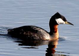 Attēlu rezultāti vaicājumam “Podiceps grisegena adult”