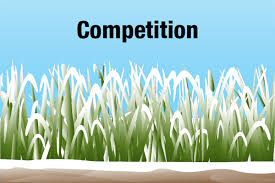 Image result for Pitch marking blog