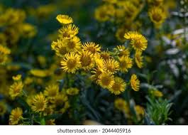 Attēlu rezultāti vaicājumam “Inula britannica leaf”