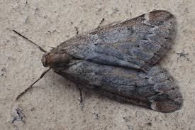 Attēlu rezultāti vaicājumam “Alsophila aescularia”