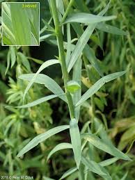 Attēlu rezultāti vaicājumam “Linum usitatissimum flower”