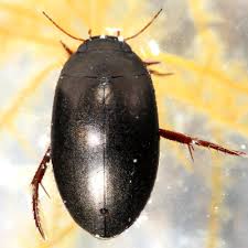 Attēlu rezultāti vaicājumam “Ilybius sp.”