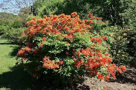 Attēlu rezultāti vaicājumam “Rhododendron calendulaceum”