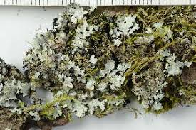 Attēlu rezultāti vaicājumam “Parmelia serrana”