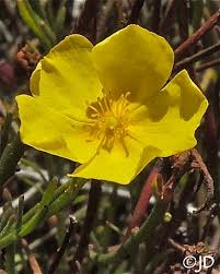 Attēlu rezultāti vaicājumam “Helianthemum x hybridum flower”