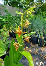 Attēlu rezultāti vaicājumam “Epipactis”