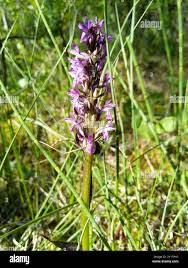 Attēlu rezultāti vaicājumam “Dactylorhiza cruenta flower”