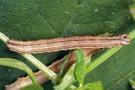 Attēlu rezultāti vaicājumam “Epirhoe tristata”