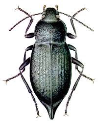 Attēlu rezultāti vaicājumam “Blaps mortisaga”