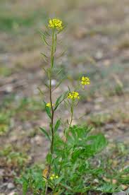 Attēlu rezultāti vaicājumam “Erysimum cheiranthoides leaf”