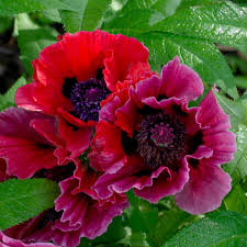 Image result for Papaver orientale