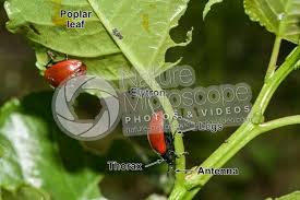 Attēlu rezultāti vaicājumam “Chrysomela populi”