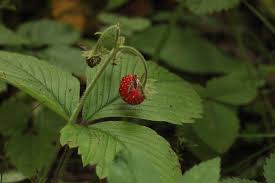 Attēlu rezultāti vaicājumam “Fragaria moschata”