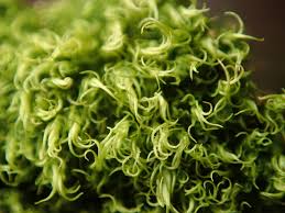 Attēlu rezultāti vaicājumam “Dicranum montanum”