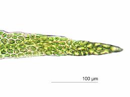 Attēlu rezultāti vaicājumam “Pseudoleskeella nervosa”