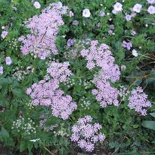 Attēlu rezultāti vaicājumam “Pimpinella major”