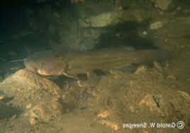 Image result for Ameiurus catus