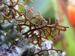 Attēlu rezultāti vaicājumam “Jungermanniopsida”