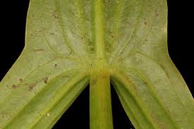 Attēlu rezultāti vaicājumam “Sagittaria sagittifolia leaf”