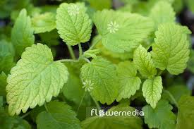 Attēlu rezultāti vaicājumam “Melissa officinalis leaf”