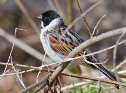 Attēlu rezultāti vaicājumam “Emberiza schoeniclus eggs”