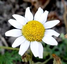 Attēlu rezultāti vaicājumam “Anthyllis maritima”