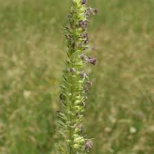 Attēlu rezultāti vaicājumam “Cynosurus cristatus”