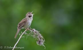 Image result for Locustella fluviatilis