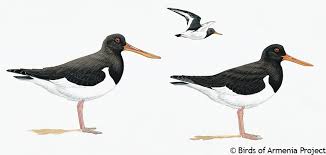 Attēlu rezultāti vaicājumam “Haematopus ostralegus”