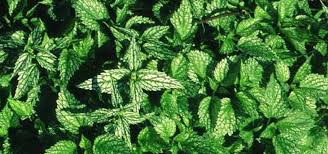 Attēlu rezultāti vaicājumam “Lamiastrum galeobdolon leaf”