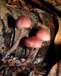 Attēlu rezultāti vaicājumam “Mycena haematopus”