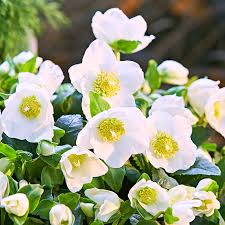 Attēlu rezultāti vaicājumam “Helleborus niger”