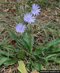 Image result for Zichorie