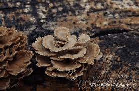 Attēlu rezultāti vaicājumam “Physarum obscurum sessile”