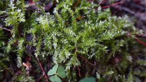 Attēlu rezultāti vaicājumam “Sciuro-hypnum curtum sporophyte”