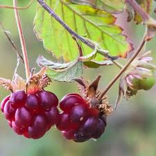 Attēlu rezultāti vaicājumam “Rubus arcticus”