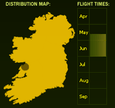 Attēlu rezultāti vaicājumam “Clossiana euphrosyne underside”
