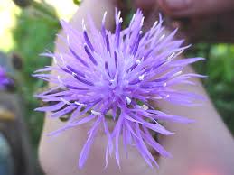Attēlu rezultāti vaicājumam “Centaurea stoebe fruit”