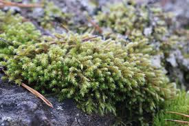 Attēlu rezultāti vaicājumam “Hedwigia ciliata”