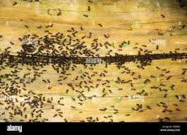 Attēlu rezultāti vaicājumam “Formica rufa pupa”