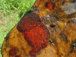 Attēlu rezultāti vaicājumam “Hildenbrandia rivularis”