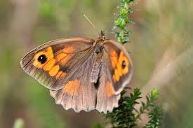 Attēlu rezultāti vaicājumam “Maniola jurtina female”