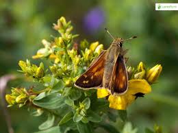 Attēlu rezultāti vaicājumam “Hesperia comma female”